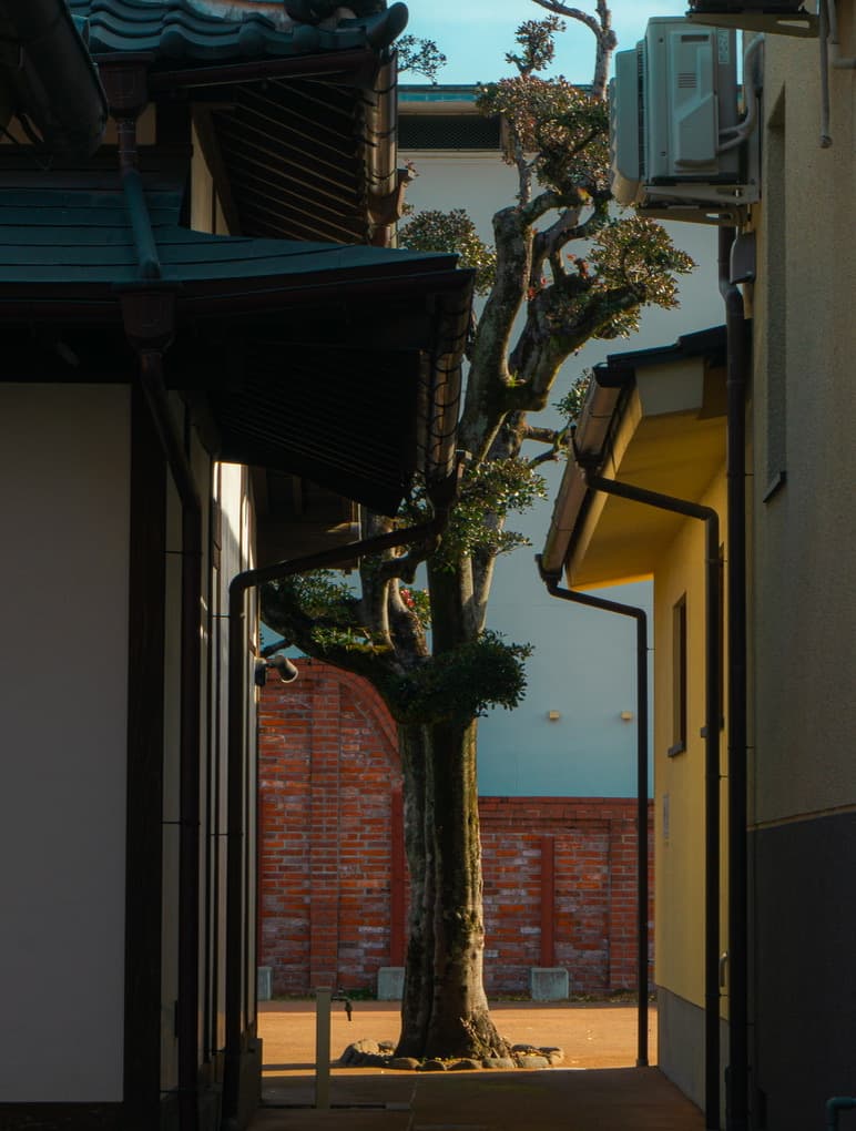 A tree framed between two buildings in a narrow alley