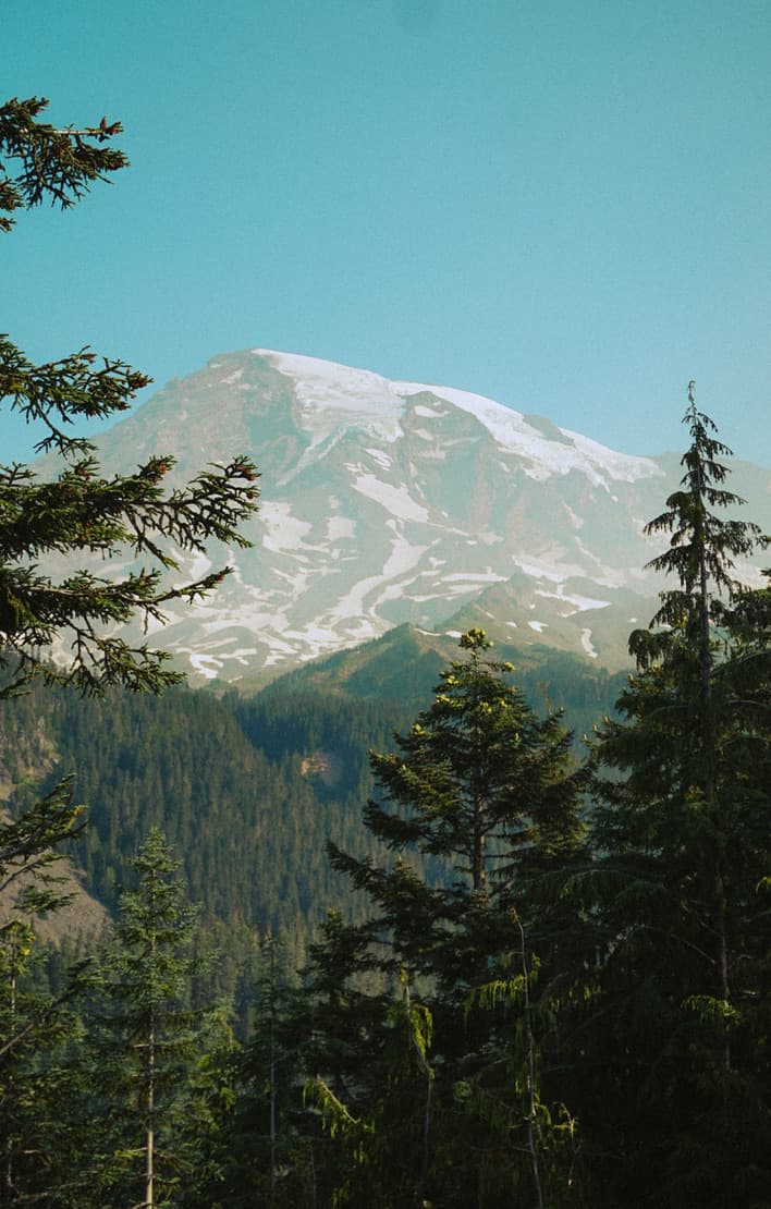 Evergreen trees in front of a snowy mountain