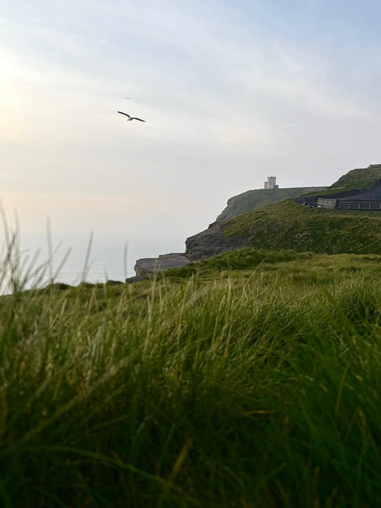 Tall grass on a clifftop with a bird overhead